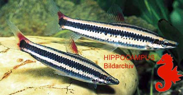 (Anostomus) Род АНОСТОМУСЫ, АНОСТОМЫ 8 видов